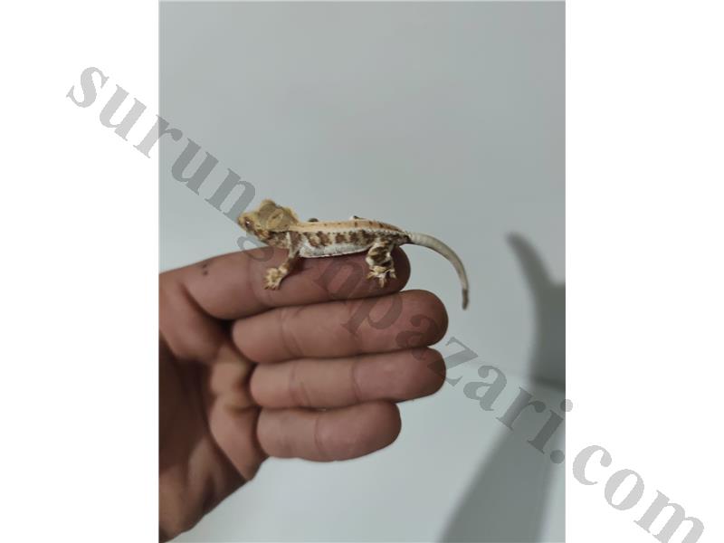 Crested Geckolar
